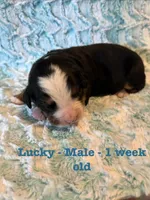 Lucky, a male Bernese Mountain Dog for sale in Success, MO – Photo 2 of 2