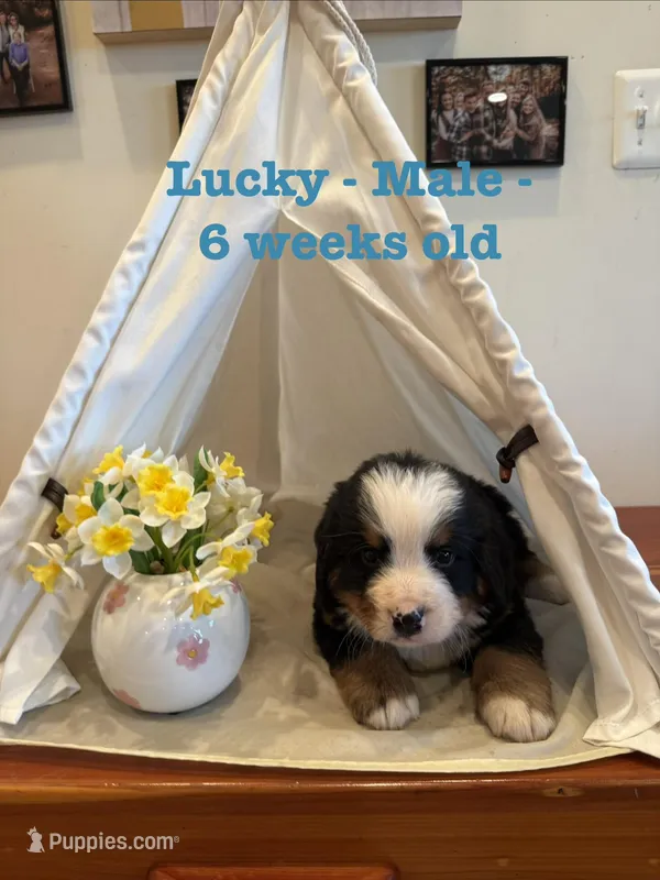 Lucky – Bernese Mountain Dog puppy on hold in Success, MO