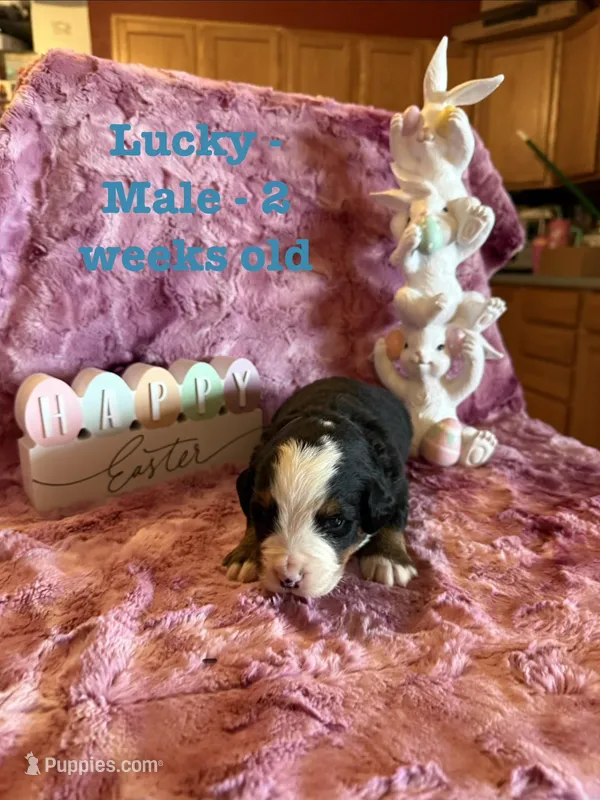 Lucky – Bernese Mountain Dog puppy for sale in Success, MO