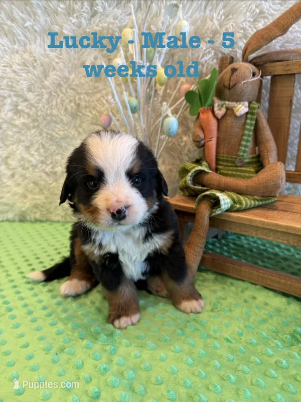Lucky – Bernese Mountain Dog puppy for sale in Success, MO