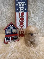 Reed, a male Shih Tzu for sale in Success, MO – 4 of 10