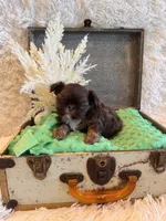 Asher, a male Shih Tzu for sale in Success, MO – 8 of 10