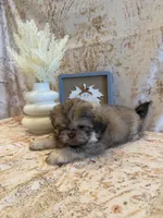 Elise , a female Shih Tzu for sale in Success, MO – 3 of 10