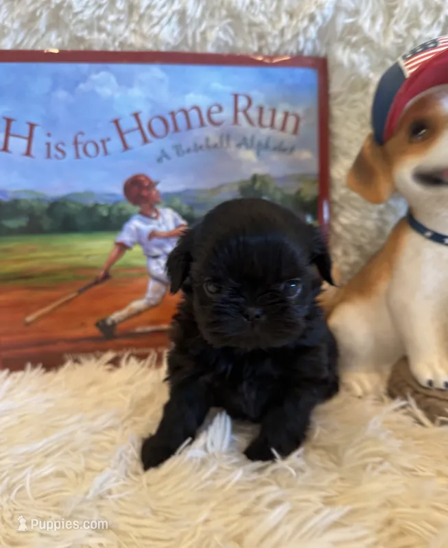 Andrea – Shih Tzu puppy for sale in Success, MO
