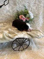 Garrett, a male Bernese Mountain Dog for sale in Success, MO – 10 of 10