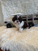 Sailor , a male Shih Tzu for sale in Success, MO – 9 of 10