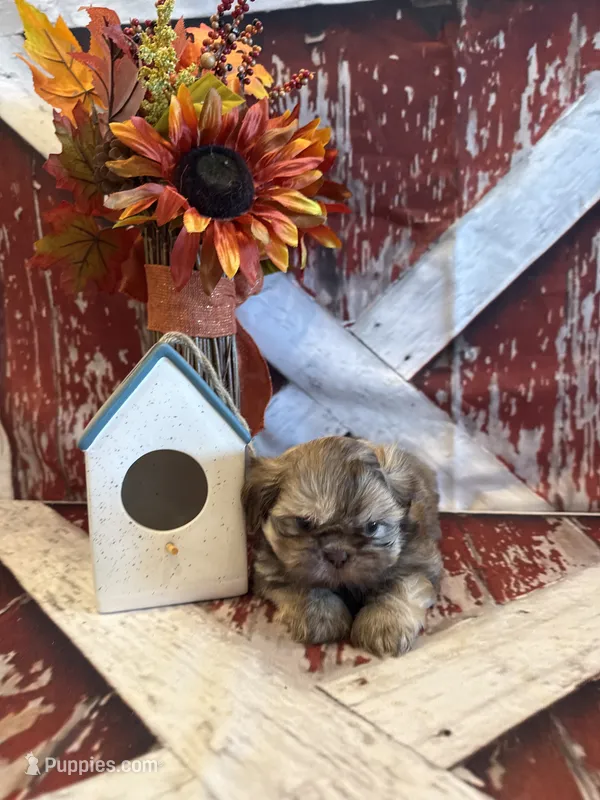 Maria  – Shih Tzu puppy for sale in Success, MO