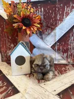 Maria , a female Shih Tzu for sale in Success, MO – 4 of 10