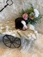 John, a male Bernese Mountain Dog for sale in Success, MO – 7 of 10