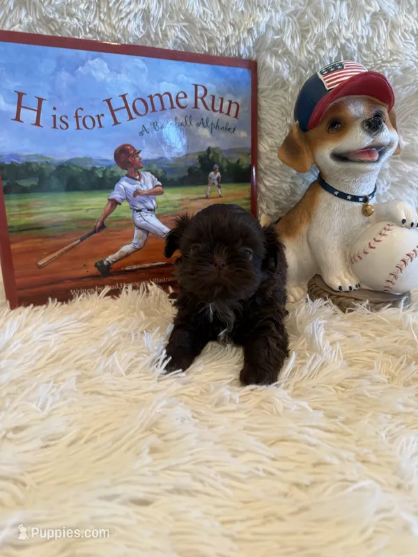 Belle – Shih Tzu puppy for sale in Success, MO
