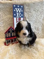 John, a male Bernese Mountain Dog for sale in Success, MO – 3 of 10