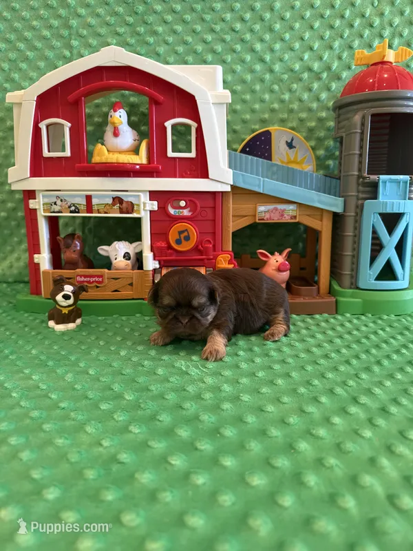 Greene  – Shih Tzu puppy for sale in Success, MO