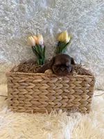 Greene , a male Shih Tzu for sale in Success, MO – 10 of 10