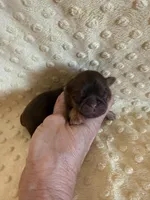 Greene , a male Shih Tzu for sale in Success, MO – Photo 2 of 6