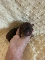 Greene , a male Shih Tzu for sale in Success, MO – Photo 3 of 6