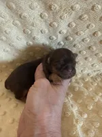 Greene , a male Shih Tzu for sale in Success, MO – Photo 4 of 6