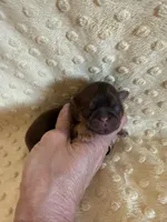 Greene , a male Shih Tzu for sale in Success, MO – Photo 5 of 6