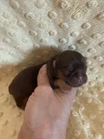 Greene , a male Shih Tzu for sale in Success, MO – Photo 6 of 6