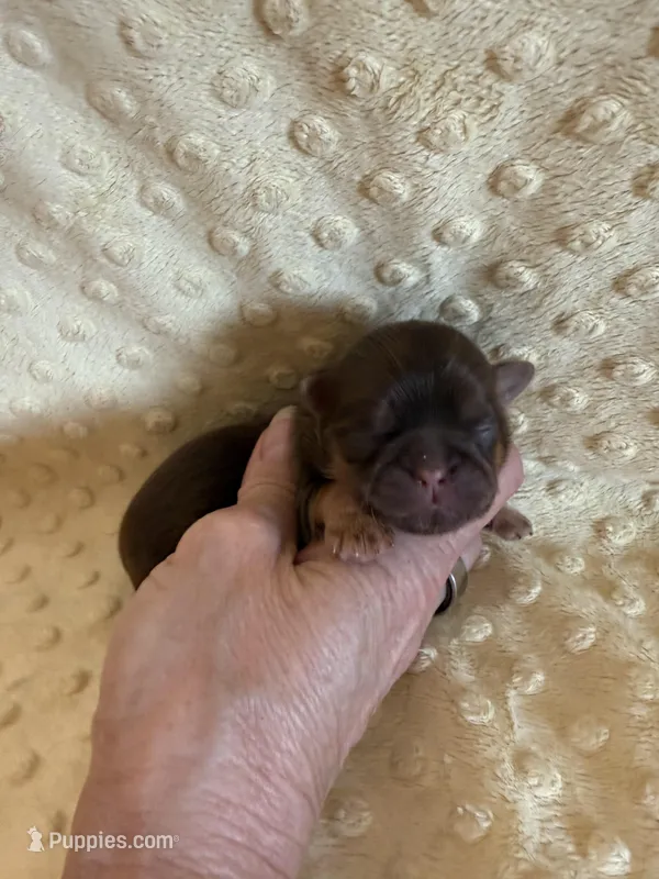 Greene  – Shih Tzu puppy for sale in Success, MO