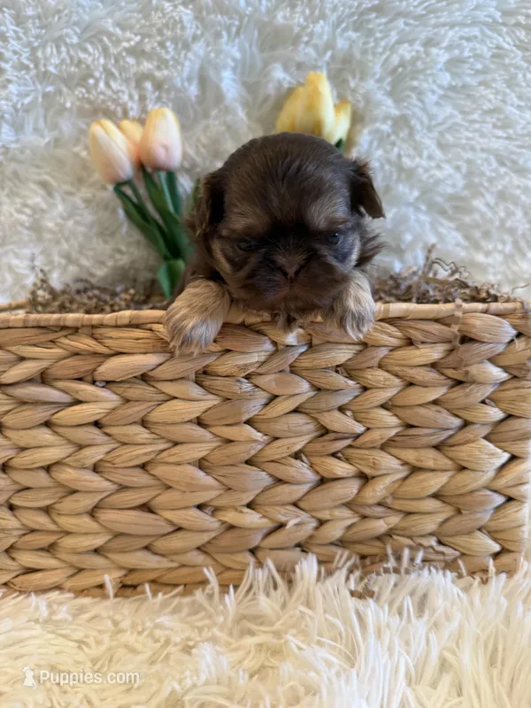 Greene  – Shih Tzu puppy for sale in Success, MO