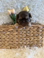 Greene , a male Shih Tzu for sale in Success, MO – 9 of 10
