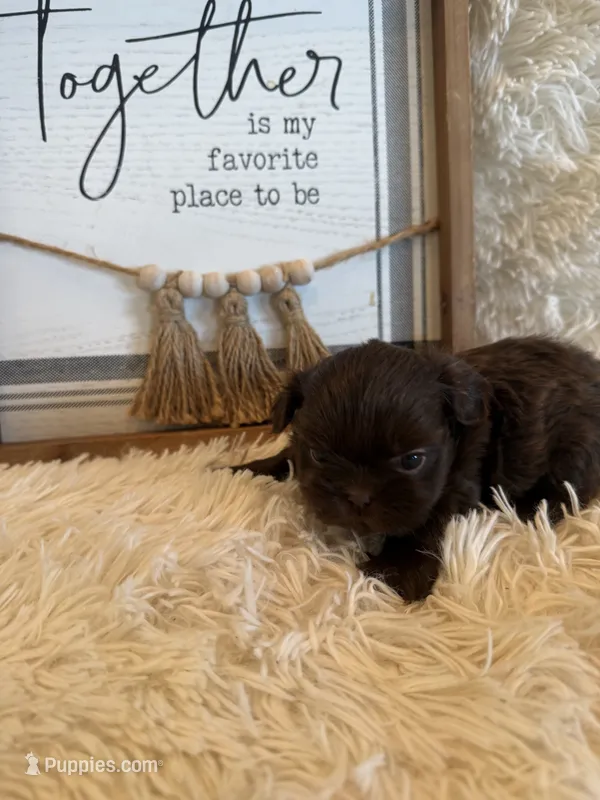 Cal – Shih Tzu puppy for sale in Success, MO