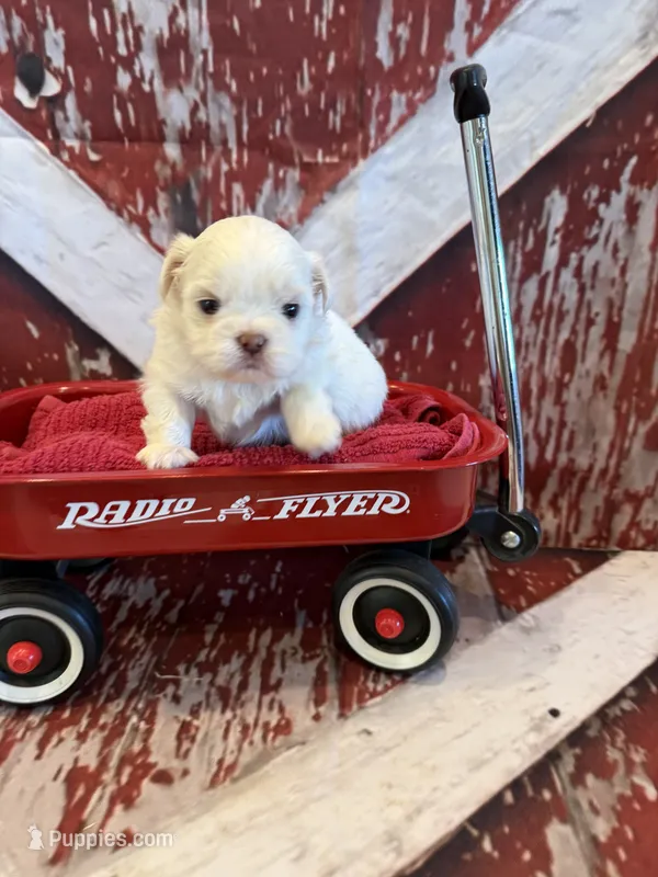 Sam – Shih Tzu puppy for sale in Success, MO