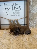 Adriana, a female Shih Tzu for sale in Success, MO – 3 of 5