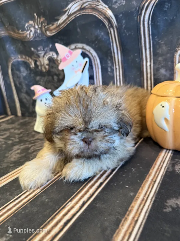 Elise  – Shih Tzu puppy for sale in Success, MO