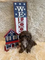 Asher, a male Shih Tzu for sale in Success, MO – 2 of 10
