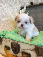Brook, a male Shih Tzu for sale in Success, MO – 7 of 10