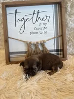 Maria , a female Shih Tzu for sale in Success, MO – 6 of 9