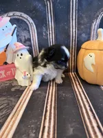 Berry, a male Pomeranian for sale in Success, MO – 5 of 6
