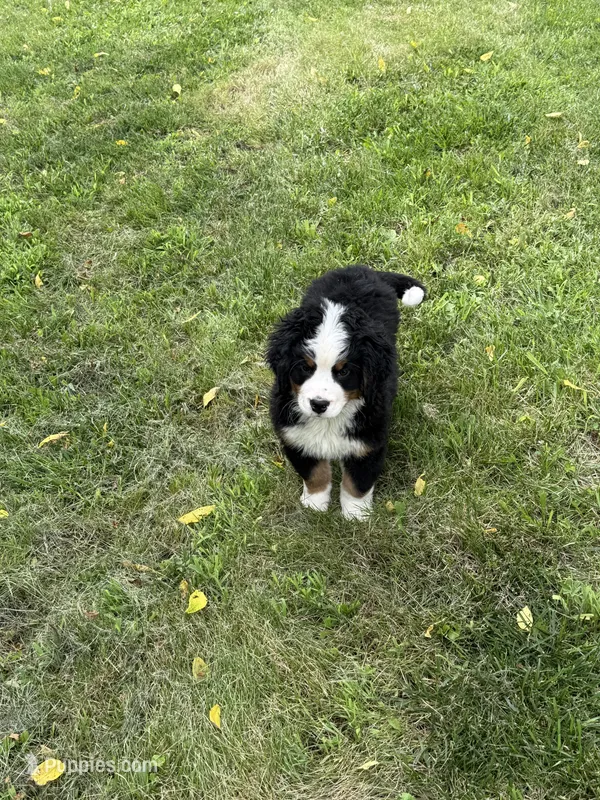 Dean – Bernese Mountain Dog puppy for sale in Success, MO