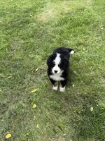 Dean, a male Bernese Mountain Dog for sale in Success, MO – 4 of 10