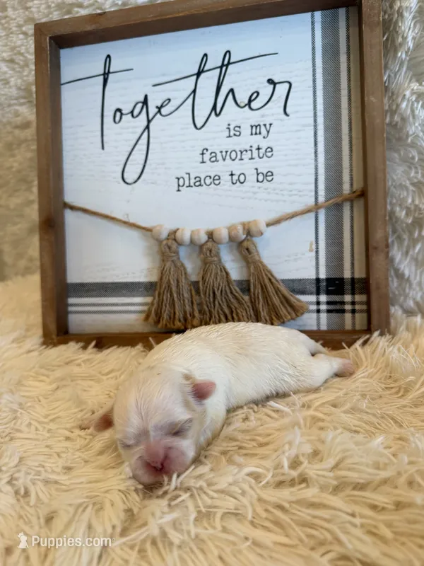 Percy – Shih Tzu puppy for sale in Success, MO