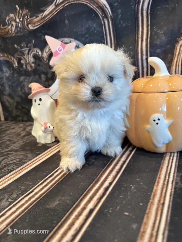 Jack  – Pomeranian, Shih Tzu puppy for sale in Success, MO