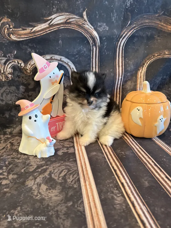 Berry – Pomeranian puppy for sale in Success, MO
