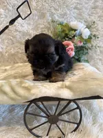 Oakley, a male Shih Tzu for sale in Success, MO – 2 of 10