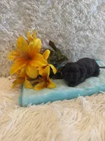 Belle, a female Shih Tzu for sale in Success, MO – 1 of 3