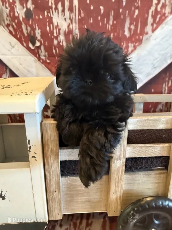 Tate – Shih Tzu puppy for sale in Success, MO