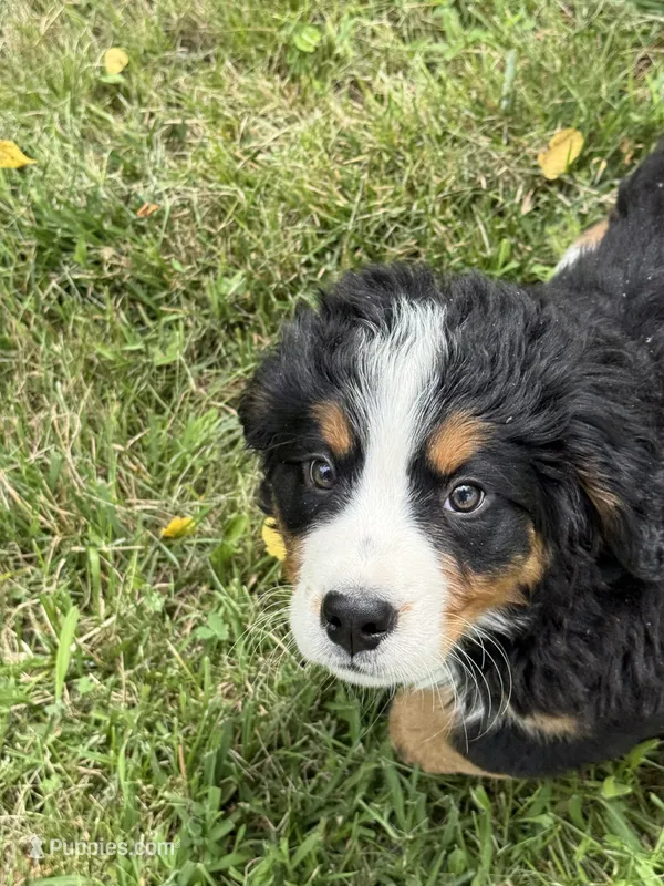 Hannah  – Bernese Mountain Dog puppy for sale in Success, MO