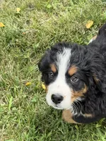 Hannah , a female Bernese Mountain Dog for sale in Success, MO – 4 of 10