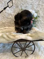 Oakley, a male Shih Tzu for sale in Success, MO – 5 of 10