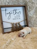 Delilah, a male Shih Tzu for sale in Success, MO – 5 of 7