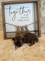 Maria , a female Shih Tzu for sale in Success, MO – 2 of 9
