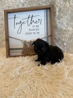 Andrea, a female Shih Tzu for sale in Success, MO – 7 of 10