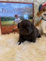 Kayce, a male Shih Tzu for sale in Success, MO – 8 of 10