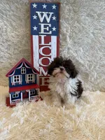Sailor , a male Shih Tzu for sale in Success, MO – 2 of 10