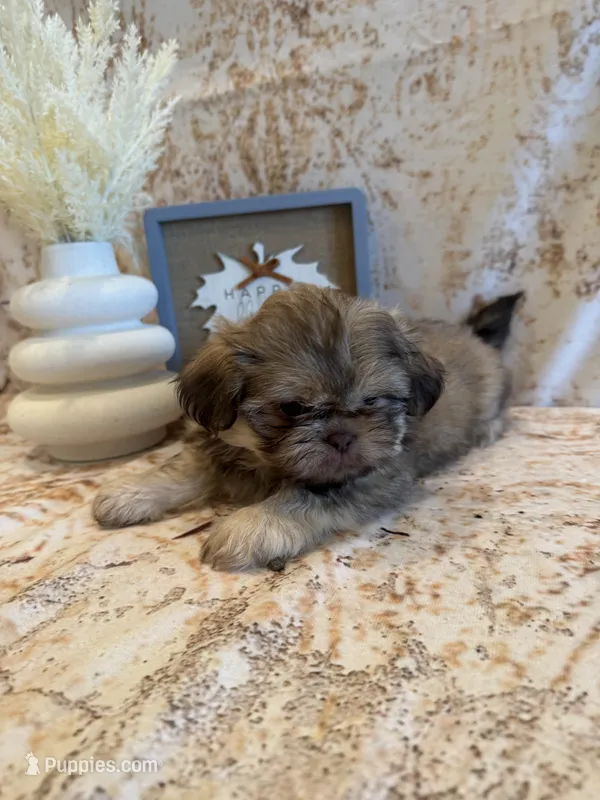 Elise  – Shih Tzu puppy for sale in Success, MO